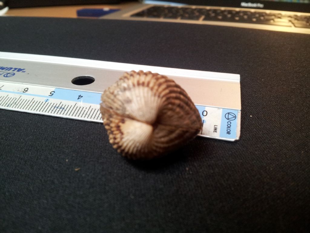 Cardiidae da catalogare